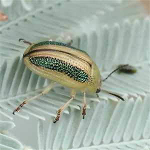 Unidentified Leaf beetle (Chrysomelidae) at Yass River, NSW by ConBoekel