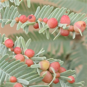 Unidentified Unidentified Insect Gall at Yass River, NSW by ConBoekel