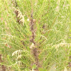 Unidentified Other Shrub at Yass River, NSW - 29 Jan 2025 by ConBoekel