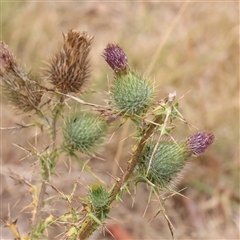 Cirsium vulgare (Spear Thistle) at Yass River, NSW - 30 Jan 2025 by ConBoekel