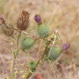 Cirsium vulgare at Yass River, NSW - 30 Jan 2025 08:03 AM