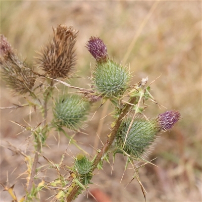 Cirsium vulgare (Spear Thistle) at Yass River, NSW - 30 Jan 2025 by ConBoekel