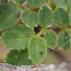 Unidentified Other Shrub at Yass River, NSW - 29 Jan 2025 by ConBoekel