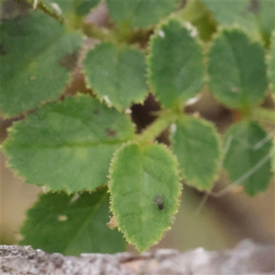 Rosa sp. (A Wild Rose) at Yass River, NSW - 30 Jan 2025 by ConBoekel