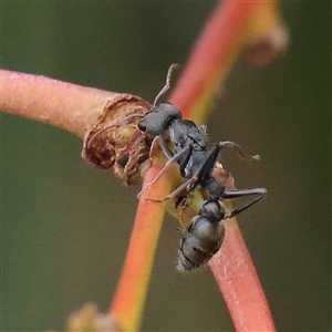 Myrmecia sp., pilosula-group at Yass River, NSW by ConBoekel