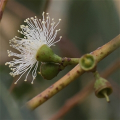 Eucalyptus sp. (A Gum Tree) at Yass River, NSW - 30 Jan 2025 by ConBoekel