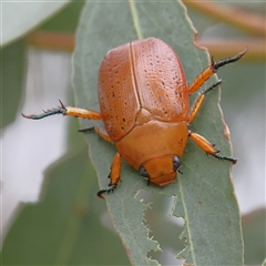 Anoplognathus sp. (genus) at Yass River, NSW - 30 Jan 2025 by ConBoekel