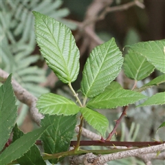 Rubus anglocandicans (Blackberry) at Yass River, NSW - 30 Jan 2025 by ConBoekel