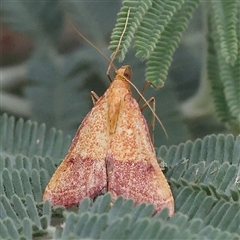 Unidentified Moth (Lepidoptera) at Yass River, NSW - 29 Jan 2025 by ConBoekel