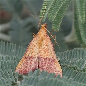 Unidentified Moth (Lepidoptera) at Yass River, NSW by ConBoekel