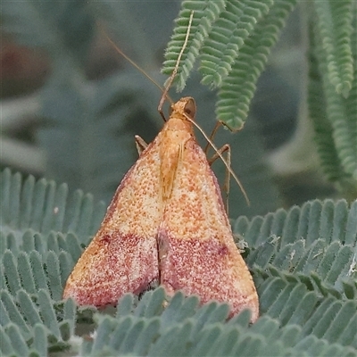 Endotricha pyrosalis (A Pyralid moth) at Yass River, NSW - 30 Jan 2025 by ConBoekel