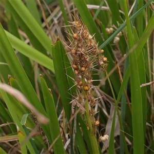 Lomandra longifolia at Yass River, NSW - 30 Jan 2025 08:14 AM