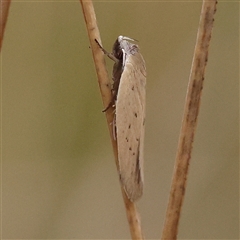 Unidentified Moth (Lepidoptera) at Yass River, NSW - 29 Jan 2025 by ConBoekel