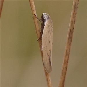 Unidentified Moth (Lepidoptera) at Yass River, NSW by ConBoekel