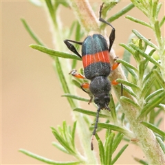 Unidentified Longhorn beetle (Cerambycidae) at Yass River, NSW - 29 Jan 2025 by ConBoekel