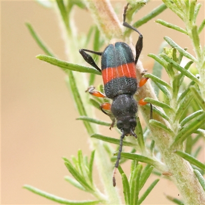 Obrida fascialis (One banded longicorn) at Yass River, NSW - 30 Jan 2025 by ConBoekel