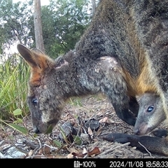 Wallabia bicolor (Swamp Wallaby) at Mittagong, NSW - 8 Nov 2024 by ElizaJAnt