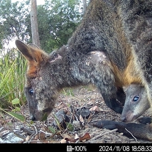 Wallabia bicolor (Swamp Wallaby) at Mittagong, NSW by ElizaJAnt