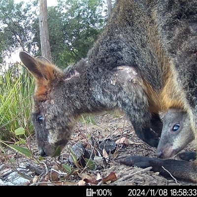 Wallabia bicolor (Swamp Wallaby) at Mittagong, NSW - 8 Nov 2024 by ElizaJAnt