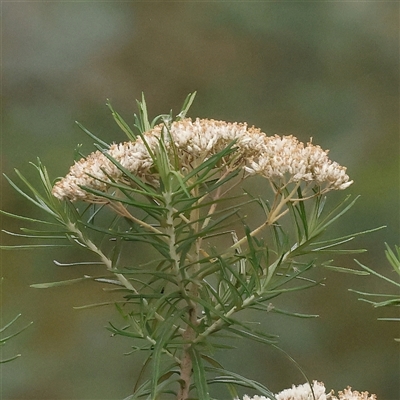 Cassinia longifolia (Shiny Cassinia, Cauliflower Bush) at Yass River, NSW - 30 Jan 2025 by ConBoekel