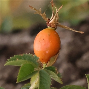 Rosa rubiginosa at Yass River, NSW by ConBoekel