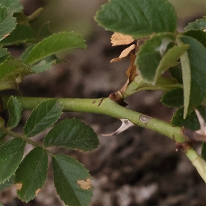 Rosa rubiginosa at Yass River, NSW - 30 Jan 2025 08:25 AM