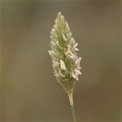 Phalaris aquatica at Yass River, NSW - 29 Jan 2025 by ConBoekel