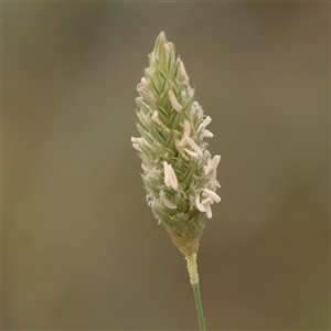 Phalaris aquatica at Yass River, NSW by ConBoekel