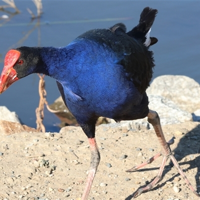 Porphyrio melanotus (Australasian Swamphen) at Wodonga, VIC - 26 Jan 2025 by KylieWaldon