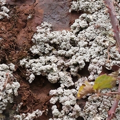 Unidentified Lichen at Yass River, NSW - 30 Jan 2025 by ConBoekel