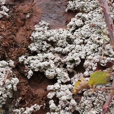 Unidentified Lichen at Yass River, NSW - 29 Jan 2025 by ConBoekel