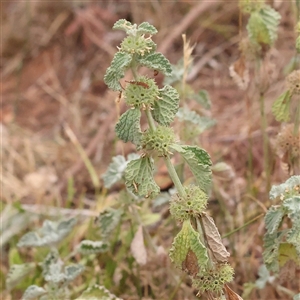 Marrubium vulgare at Yass River, NSW by ConBoekel