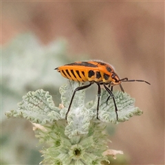 Agonoscelis rutila (Horehound bug) at Yass River, NSW - 30 Jan 2025 by ConBoekel