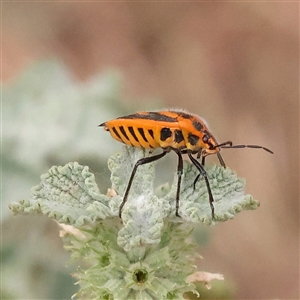 Agonoscelis rutila at Yass River, NSW - Yesterday 08:34 AM