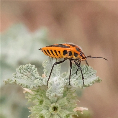 Unidentified Shield, Stink or Jewel Bug (Pentatomoidea) at Yass River, NSW - 29 Jan 2025 by ConBoekel