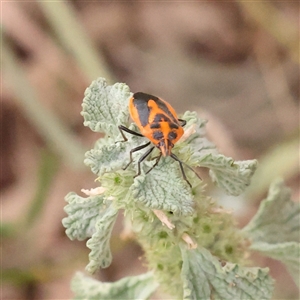 Agonoscelis rutila at Yass River, NSW - Yesterday 08:34 AM