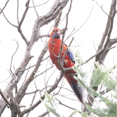 Platycercus elegans (Crimson Rosella) at Yass River, NSW - 30 Jan 2025 by ConBoekel