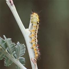 Unidentified Moth (Lepidoptera) at Yass River, NSW - 29 Jan 2025 by ConBoekel