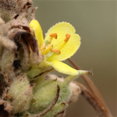 Verbascum thapsus subsp. thapsus (Great Mullein, Aaron's Rod) at Yass River, NSW - 30 Jan 2025 by ConBoekel