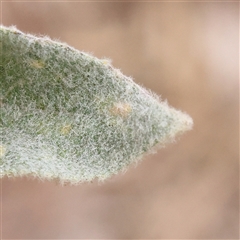 Verbascum thapsus subsp. thapsus at Yass River, NSW - 30 Jan 2025 08:40 AM