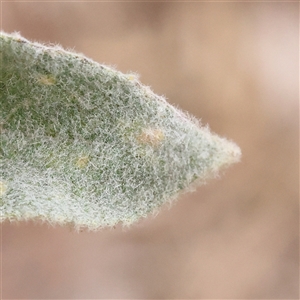 Verbascum thapsus subsp. thapsus at Yass River, NSW - 30 Jan 2025 08:40 AM