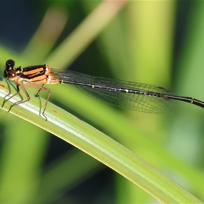 Nososticta solida (Orange Threadtail) at Wodonga, VIC - 26 Jan 2025 by KylieWaldon