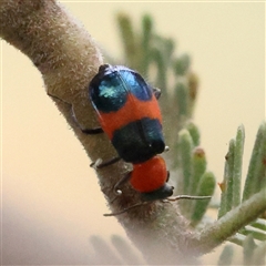 Unidentified Leaf beetle (Chrysomelidae) at Yass River, NSW - 29 Jan 2025 by ConBoekel