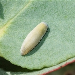 Paropsisterna m-fuscum (Eucalyptus Leaf Beetle) at Lawson, ACT - 28 Jan 2025 by AlisonMilton