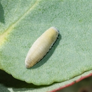 Paropsisterna m-fuscum (Eucalyptus Leaf Beetle) at Lawson, ACT by AlisonMilton