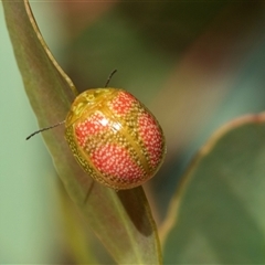 Paropsisterna fastidiosa (Eucalyptus leaf beetle) at Lawson, ACT - 28 Jan 2025 by AlisonMilton