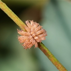 Paropsis atomaria (Eucalyptus leaf beetle) at Lawson, ACT - 27 Jan 2025 by AlisonMilton