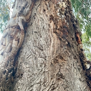 Eucalyptus blakelyi at Florey, ACT by Jennybach