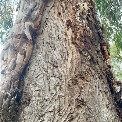 Eucalyptus blakelyi at Florey, ACT - 28 Jan 2025 by Jennybach