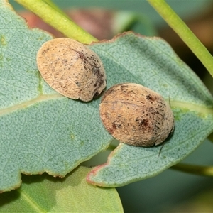 Trachymela sp. (genus) (Brown button beetle) at Lawson, ACT by AlisonMilton